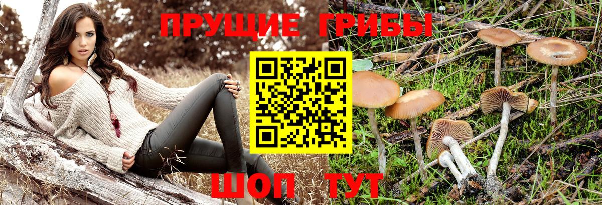 Алушта  Галлюциногенные грибы Psilocybine cubensis  Вход с VPN 